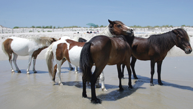 Assateague Island MD horses ponies