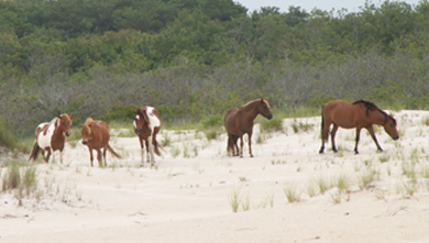 Assateague Island horses